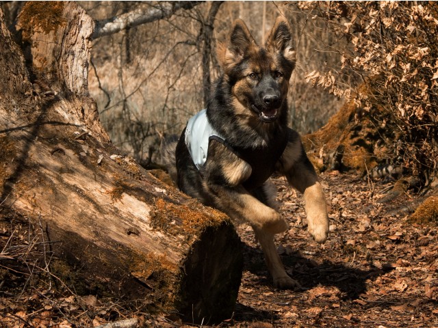 Hladilni telovnik za kužke